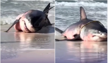 [Video] Una gran tiburón blanco embarazada sorprendió a los bañistas de famosa playa