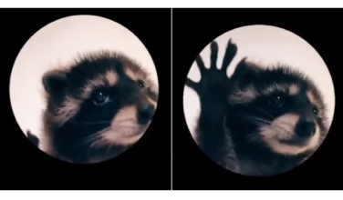 ¿Quién canta ‘Pedro, pedro, pedro’? tema viral en TikTok que protagoniza mapache