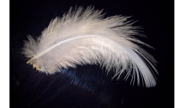 ¿Qué significa encontrar plumas blancas? Un mensaje espiritual para ti.