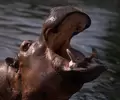 hipopótamos-Ingimage.jpg